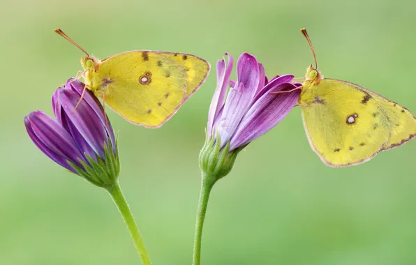 Macro, butterfly, flowers, insects, background, butterfly, two, yellow