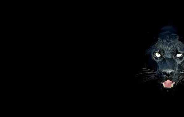 Animals, darkness, Panther