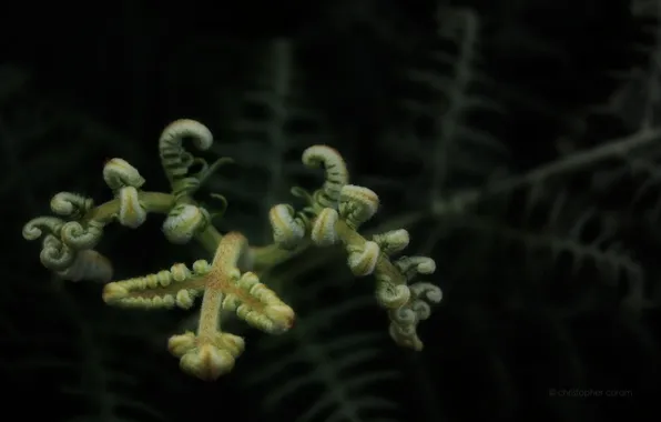 Rostock, fern, development