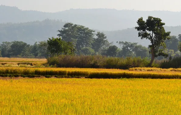 Grass, trees, landscape, hills