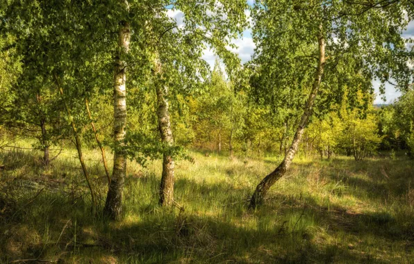 Picture greens, forest, summer, grass, light, trees, glade, foliage