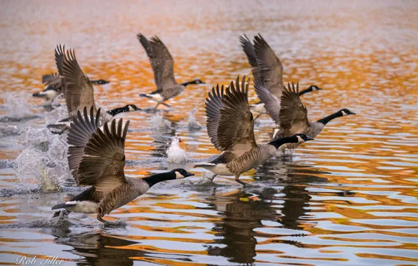 Wings, The rise, Geese, Canadian Goose, Canada goose, Branta canadensis, Delmarva peninsula, Delmarva Peninsula