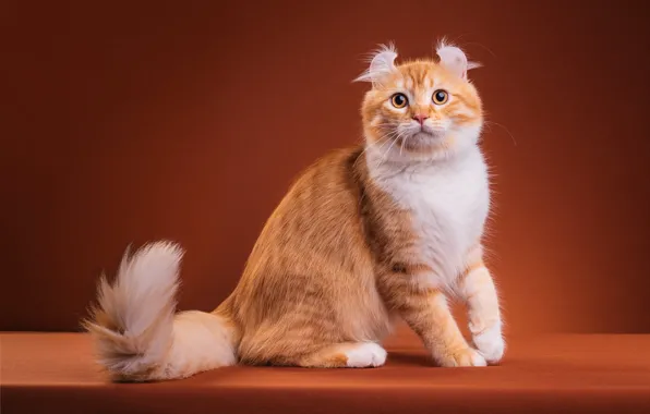 Cat, cat, look, pose, kitty, legs, fluffy, red