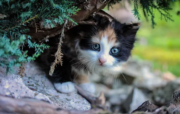 Cat, look, branches, nature, pose, kitty, background, baby