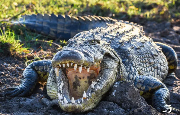 Nature, crocodile, Africa