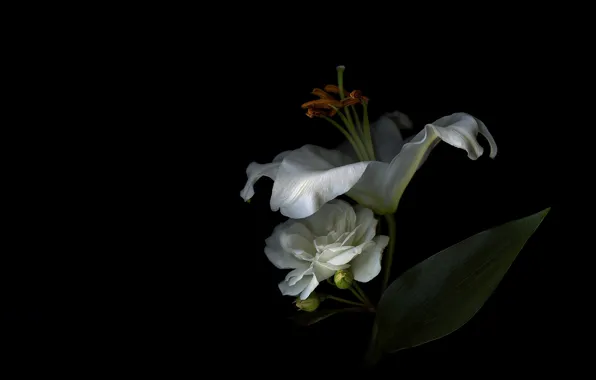 Light, background, Lily, shadow, petals, stamens