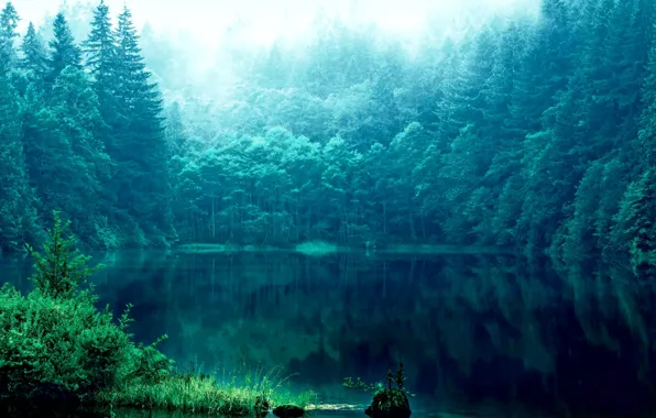 Grass, reflection, trees, lake, Forest