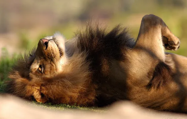 LEO, STAY, MANE, LYING, RELAXED)
