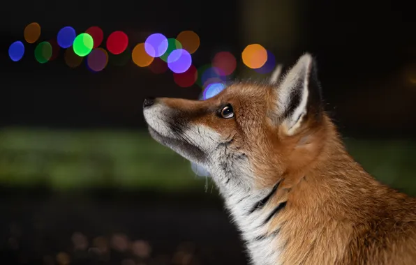 Look, face, night, the dark background, portrait, Fox, profile, red