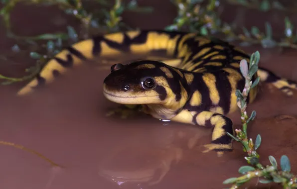 Water, plants, muzzle, tiger, wildlife, fauna, reptiles, Salamander