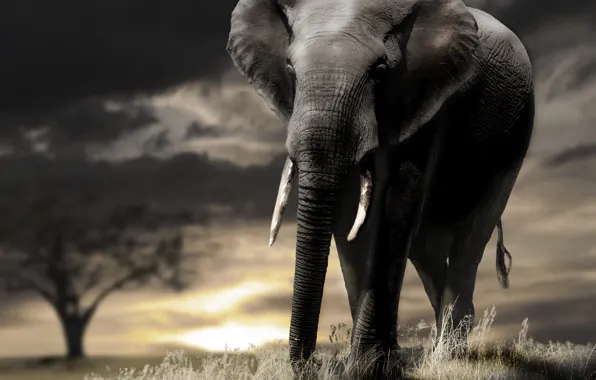 The sky, elephant, Savannah