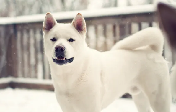 Picture winter, Dog, dog, Laika