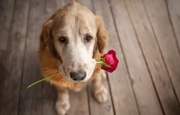 Picture each, rose, dog