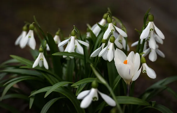 Picture spring, snowdrops, Krokus, Armen Zakharov