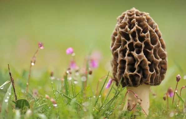Picture grass, drops, macro, photo, mushrooms, mashroom morchella, smorcek