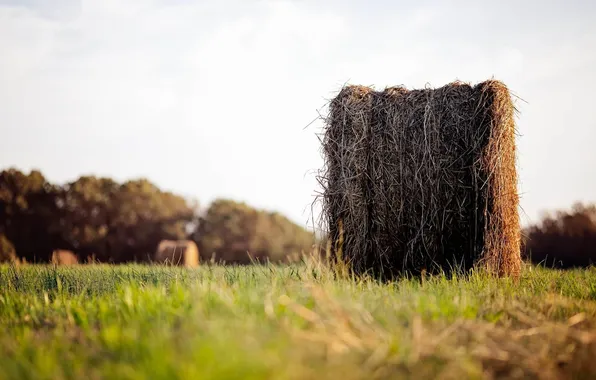 Picture field, grass, Nature, bale, haystack