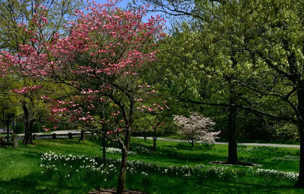Greens, grass, trees, flowers, Park, spring, New York, USA