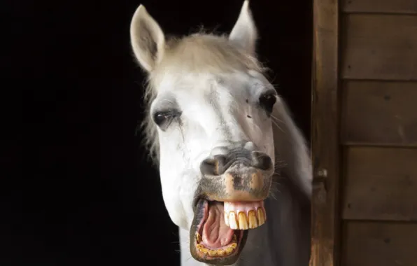 Picture smile, animal, horse, Happy horse