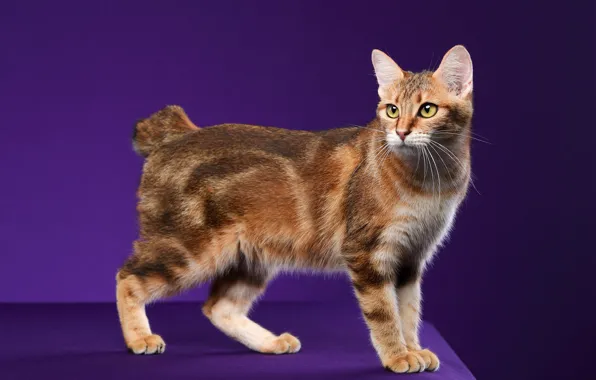 Cat, cat, look, pose, red, face, purple background, short tail