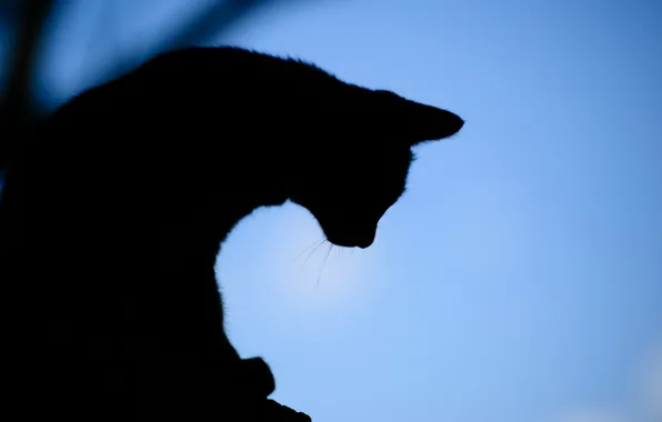Picture cat, background, the evening, silhouette