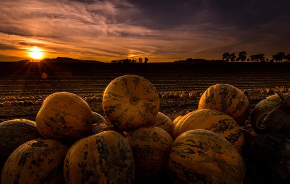 Picture field, night, pumpkin
