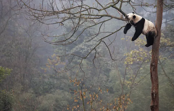 Branches, tree, Panda, sleeping