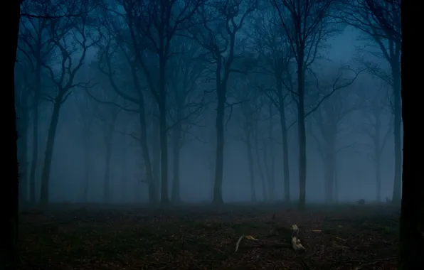 Picture forest, trees, night, nature, fog