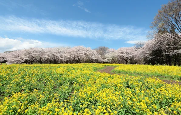 The sky, trees, blue, spring, garden, Sakura, Asia, flowering