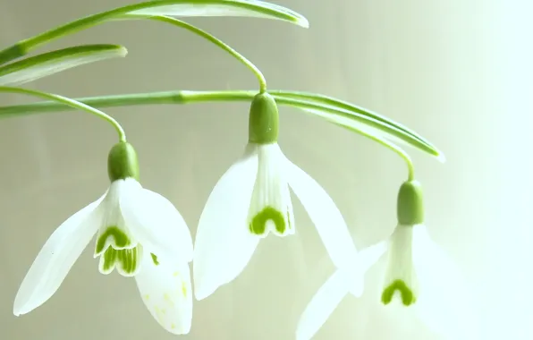 Picture leaves, flowers, plant, petals