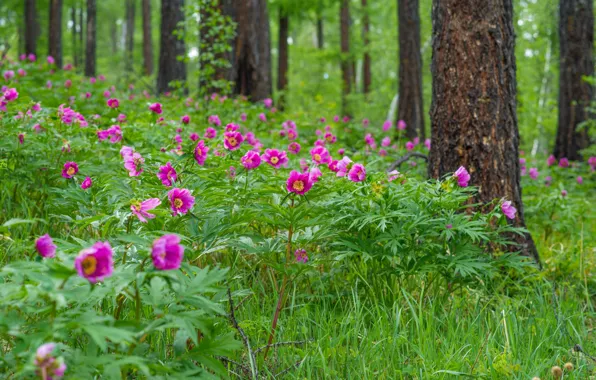 Picture greens, forest, grass, flowers, peonies