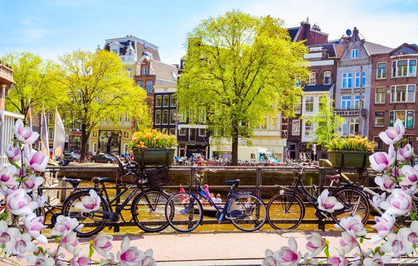 Picture bridge, bike, river, spring, Amsterdam, flowering, bridge, blossom