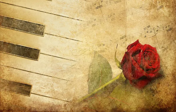 Flower, rose, red rose, piano, red, vintage, music