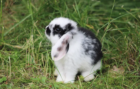 Grass, look, nature, hare, rabbit, fold, face, Bunny
