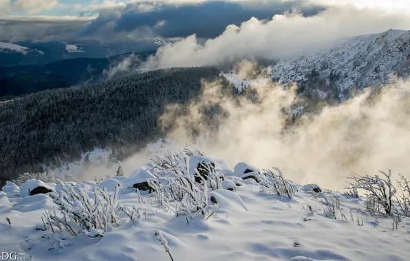 Forest, Winter, mountains, view, clouds, snow, fog