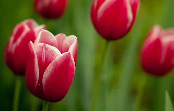 Flowers, stems, petals, tulips, flower