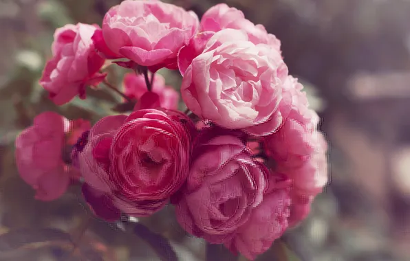 Flowers, petals, pink