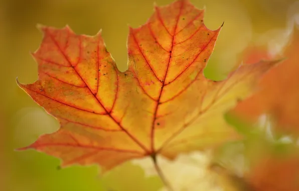 Autumn, macro, sheet, color, blur, veins