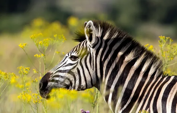 Summer, nature, Zebra