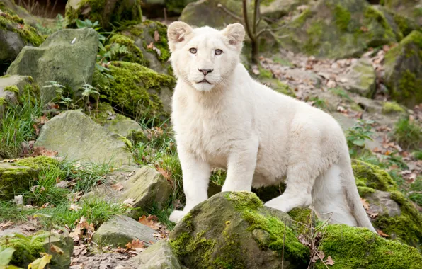 Picture cat, grass, stones, moss, cub, lion, white lion
