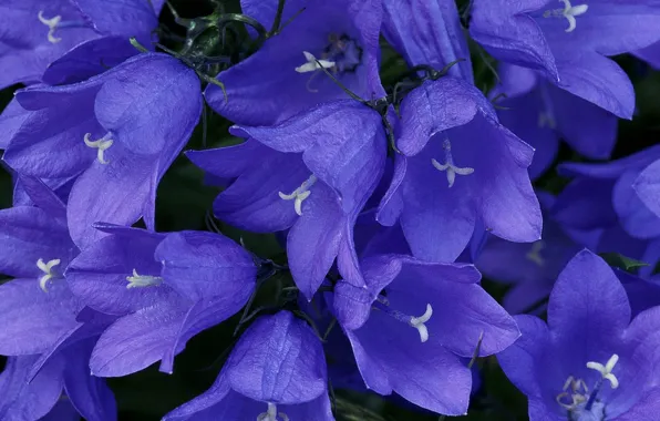 Picture Flowers, blue beauty