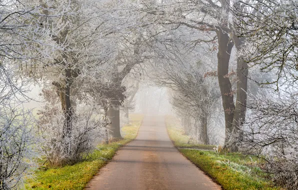 Frost, road, trees