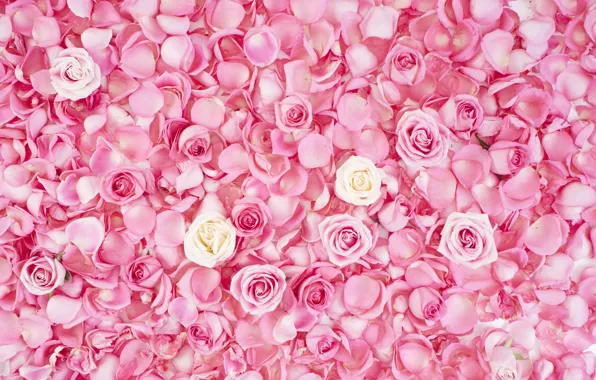 Picture background, texture, petals, pink, buds