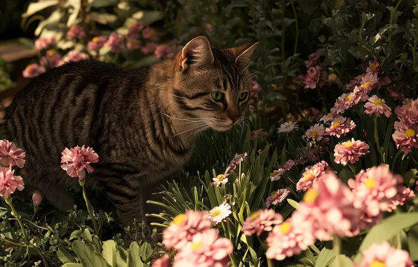 Cat, summer, cat, look, flowers, nature, pose, grey