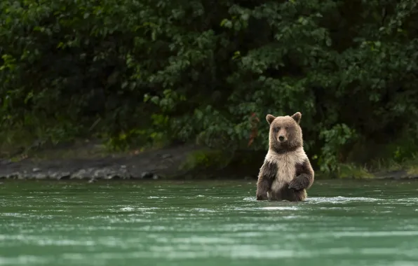 Picture forest, water, shore, bear, bathing, pond, brown
