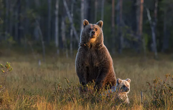 Autumn, look, nature, pose, bear, bears, bear, bear