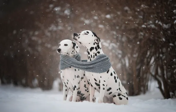 Winter, dogs, snow, scarf, a couple, Natalia Lays, Dalmatians