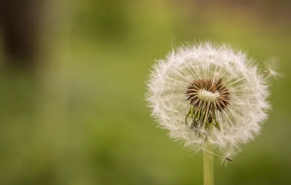 Picture flowers, nature, dandelion, spring