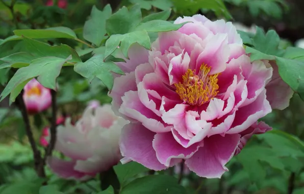 Macro, pink, petals, peony