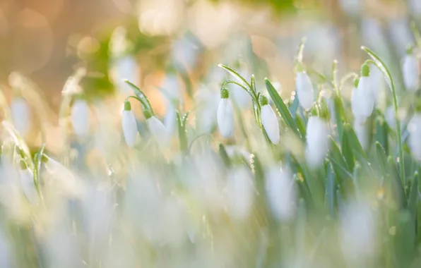 Rosa, Spring, morning, snowdrops, bokeh