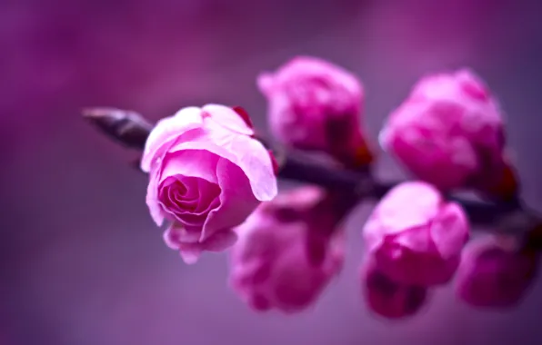 Purple, macro, background, roses, branch, blur, Pink